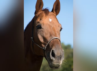 Hannoveraner, Stute, 15 Jahre, 163 cm, Fuchs