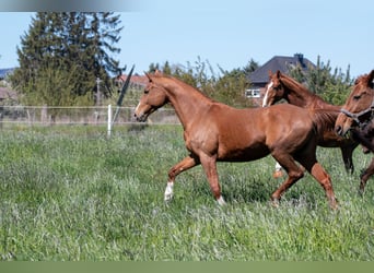 Hannoveraner, Stute, 15 Jahre, 163 cm, Fuchs