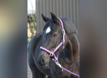 Hannoveraner, Stute, 15 Jahre, 163 cm, Schwarzbrauner