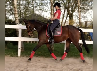 Hannoveraner, Stute, 15 Jahre, 164 cm, Brauner