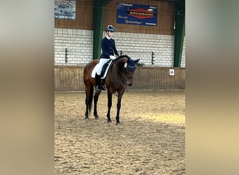 Hannoveraner, Stute, 15 Jahre, 164 cm, Brauner