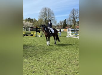 Hannoveraner, Stute, 15 Jahre, 164 cm, Brauner