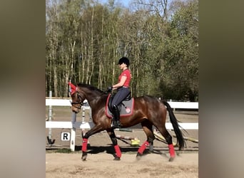 Hannoveraner, Stute, 15 Jahre, 164 cm, Brauner