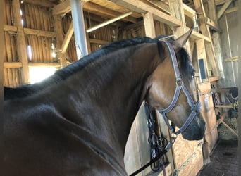 Hannoveraner, Stute, 15 Jahre, 164 cm, Brauner
