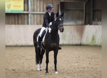 Hannoveraner, Stute, 15 Jahre, 164 cm, Dunkelbrauner