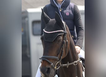 Hannoveraner, Stute, 15 Jahre, 164 cm, Dunkelbrauner