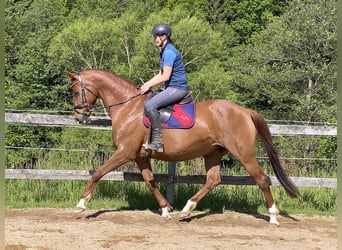 Hannoveraner, Stute, 15 Jahre, 164 cm, Fuchs
