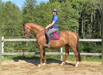 Hannoveraner, Stute, 15 Jahre, 164 cm, Fuchs