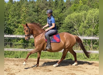 Hannoveraner, Stute, 15 Jahre, 164 cm, Fuchs