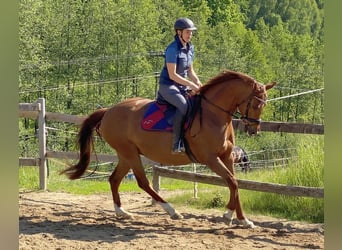 Hannoveraner, Stute, 15 Jahre, 164 cm, Fuchs