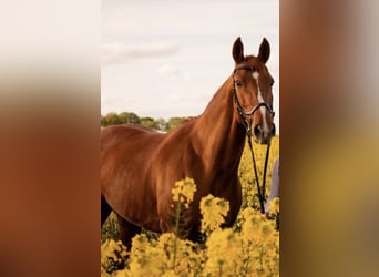 Hannoveraner, Stute, 15 Jahre, 165 cm, Fuchs