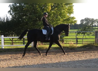 Hannoveraner, Stute, 15 Jahre, 165 cm, Rappe