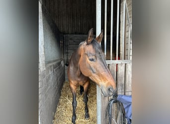 Hannoveraner, Stute, 15 Jahre, 166 cm, Brauner