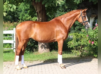 Hannoveraner, Stute, 15 Jahre, 166 cm, Fuchs