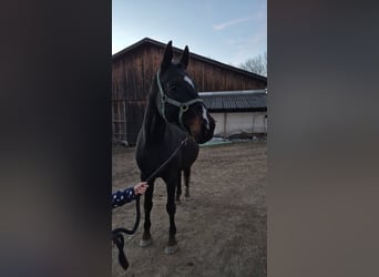Hannoveraner, Stute, 15 Jahre, 166 cm, Schwarzbrauner