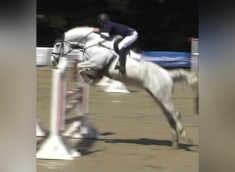 Hannoveraner, Stute, 15 Jahre, 167 cm, Schimmel
