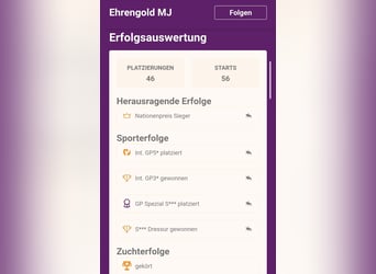 Hannoveraner, Stute, 15 Jahre, 167 cm, Schimmel