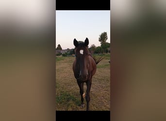 Hannoveraner, Stute, 15 Jahre, 167 cm, Schwarzbrauner