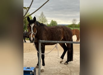 Hannoveraner, Stute, 15 Jahre, 168 cm, Brauner