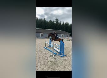 Hannoveraner, Stute, 15 Jahre, 168 cm, Brauner