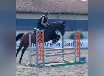 Hannoveraner, Stute, 15 Jahre, 168 cm, Brauner