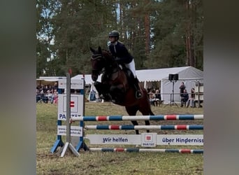 Hannoveraner, Stute, 15 Jahre, 168 cm, Brauner