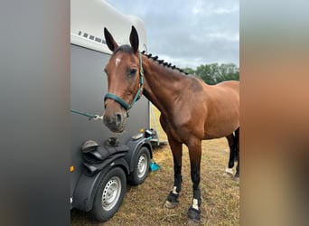 Hannoveraner, Stute, 15 Jahre, 168 cm, Brauner