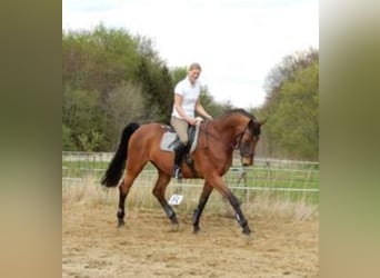 Hannoveraner, Stute, 15 Jahre, 168 cm, Dunkelbrauner