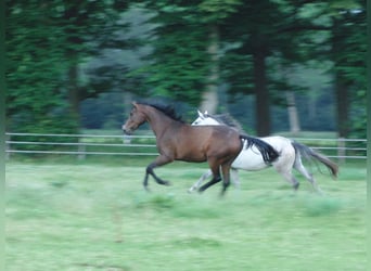 Hannoveraner, Stute, 15 Jahre, 168 cm, Dunkelbrauner