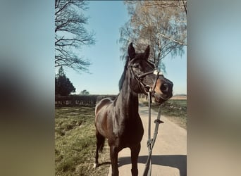 Hannoveraner, Stute, 15 Jahre, 168 cm, Dunkelbrauner