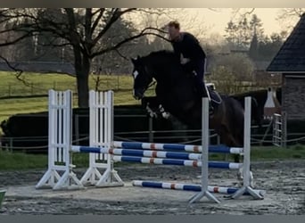 Hannoveraner, Stute, 15 Jahre, 168 cm, Dunkelbrauner