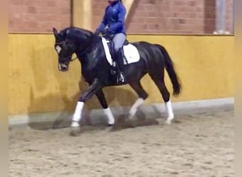 Hannoveraner, Stute, 15 Jahre, 168 cm, Dunkelbrauner