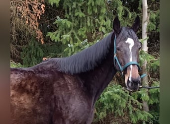 Hannoveraner, Stute, 15 Jahre, 168 cm, Dunkelbrauner