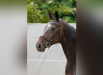 Hannoveraner, Stute, 15 Jahre, 168 cm, Dunkelbrauner