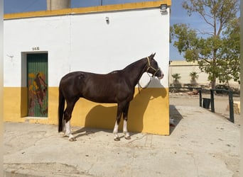 Hannoveraner, Stute, 15 Jahre, 168 cm, Dunkelfuchs