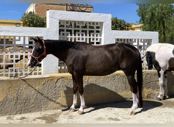 Hannoveraner, Stute, 15 Jahre, 168 cm, Dunkelfuchs