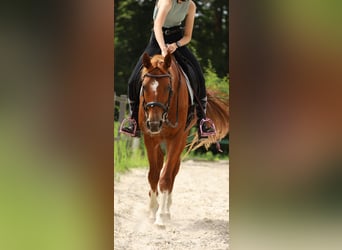 Hannoveraner, Stute, 15 Jahre, 168 cm, Fuchs