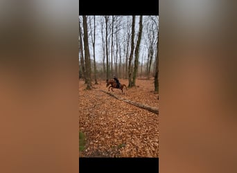 Hannoveraner, Stute, 15 Jahre, 168 cm, Fuchs