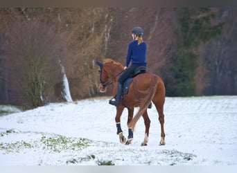 Hannoveraner, Stute, 15 Jahre, 168 cm, Fuchs