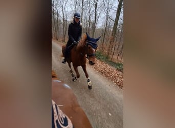 Hannoveraner, Stute, 15 Jahre, 168 cm, Fuchs
