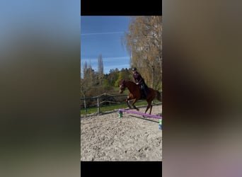 Hannoveraner, Stute, 15 Jahre, 168 cm, Fuchs