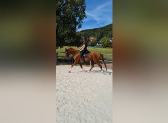 Hannoveraner, Stute, 15 Jahre, 168 cm, Fuchs