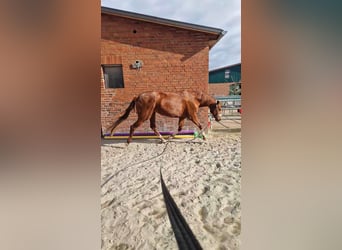 Hannoveraner, Stute, 15 Jahre, 168 cm, Fuchs