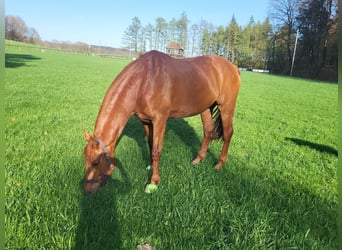 Hannoveraner, Stute, 15 Jahre, 168 cm, Fuchs