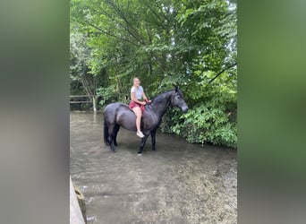 Hannoveraner, Stute, 15 Jahre, 168 cm, Rappe