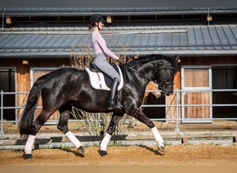 Hannoveraner, Stute, 15 Jahre, 168 cm, Rappe