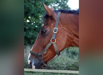 Hannoveraner, Stute, 15 Jahre, 168 cm, Rotbrauner