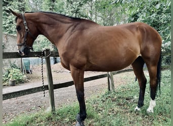 Hannoveraner, Stute, 15 Jahre, 168 cm, Rotbrauner