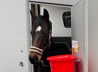 Hannoveraner, Stute, 15 Jahre, 168 cm, Schwarzbrauner