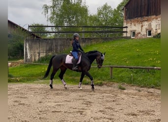 Hannoveraner, Stute, 15 Jahre, 169 cm, Brauner